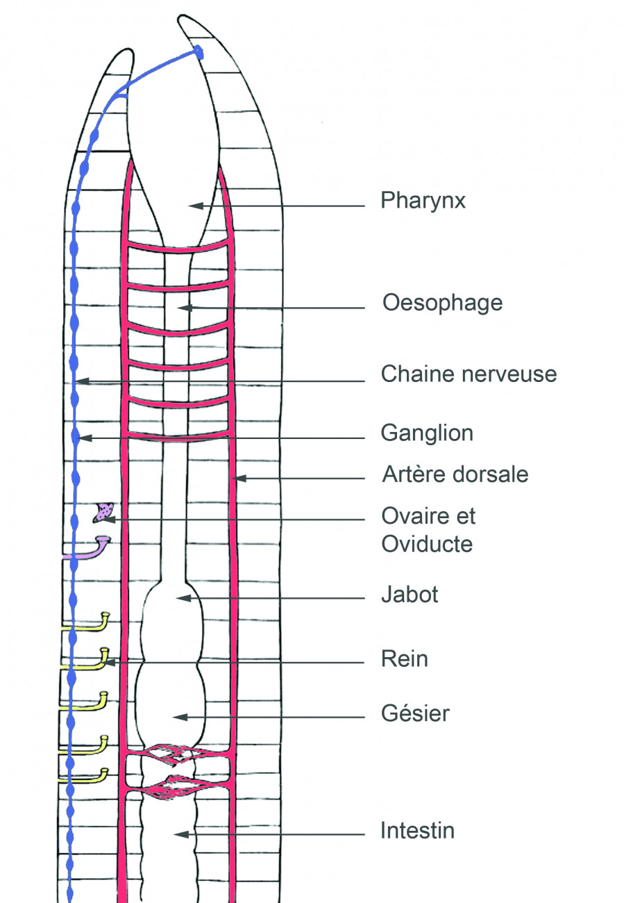 Faire connaissance avec les vers de terre VigieNature École